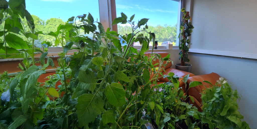 Commande de plants au bureau, avant la livraison en entreprise et dans les quartiers auprès des adhérents !